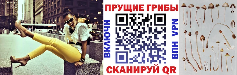где найти наркотики  Вытегра  Псилоцибиновые грибы Psilocybe 